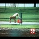 Police Save Kids From Stuffed Pony-Terrorist